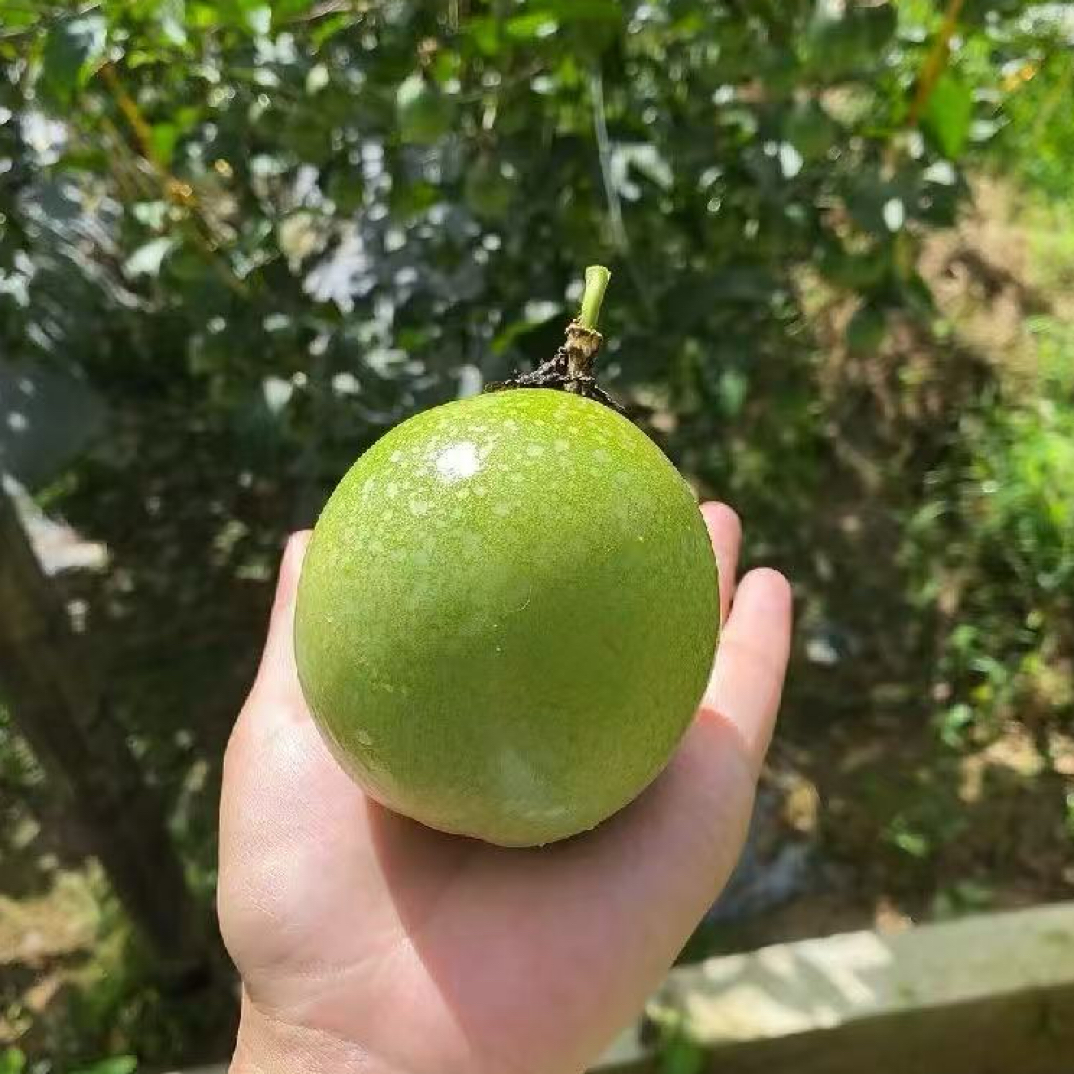 小董家百香果新鲜钦蜜九号百香果香甜多汁富含维C