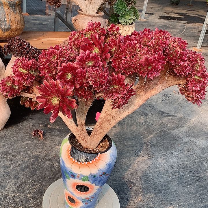 微瑕红腹轮朵朵脱土发货啊
