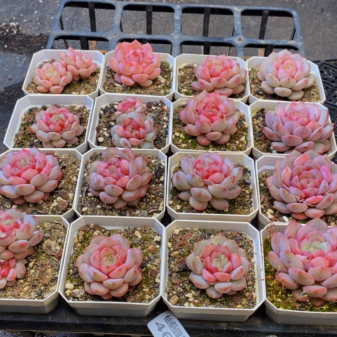 哈****哈462多肉植物保护研究所所长助理