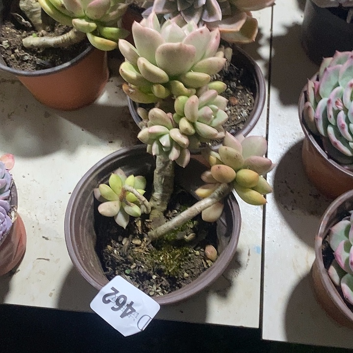 血***怕462鳄梨多肉植物多肉