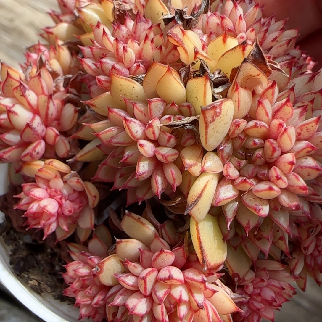 花语逸镜0130-512