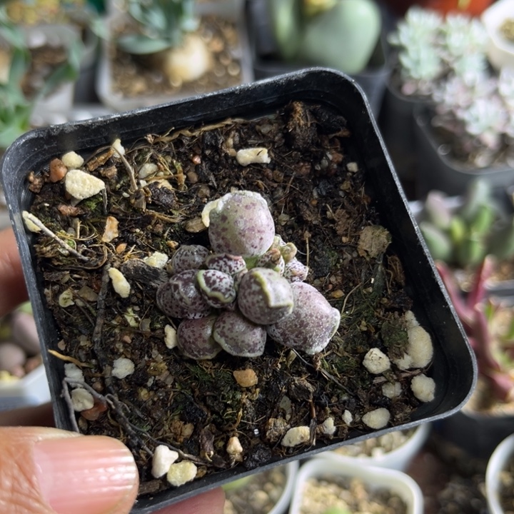 104 达摩海豹水泡