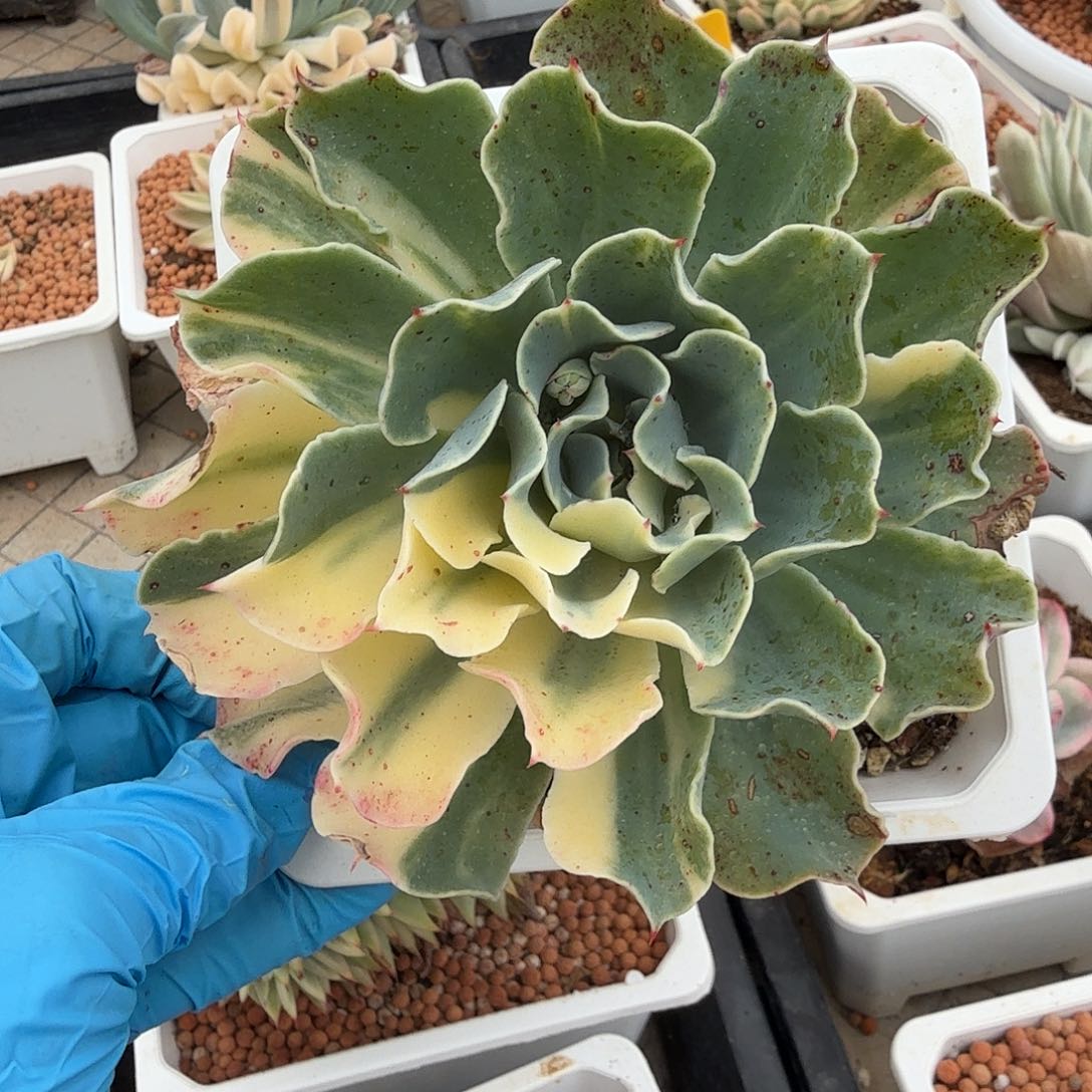 海啸锦，花脸拉丝