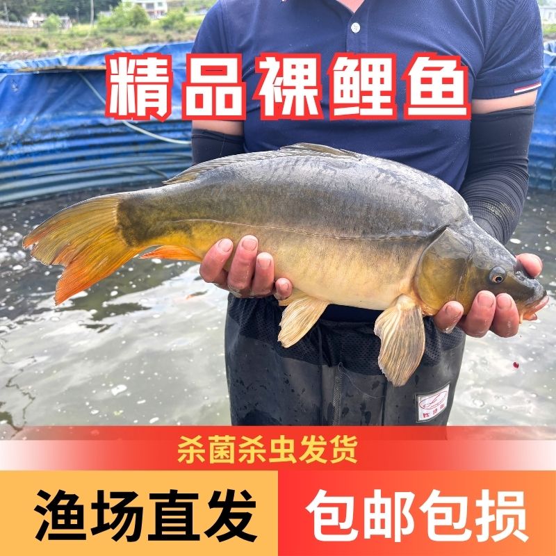 【活体】优质裸鲤鱼三道鳞无甲鱼观赏鱼淡水鱼渔场直发