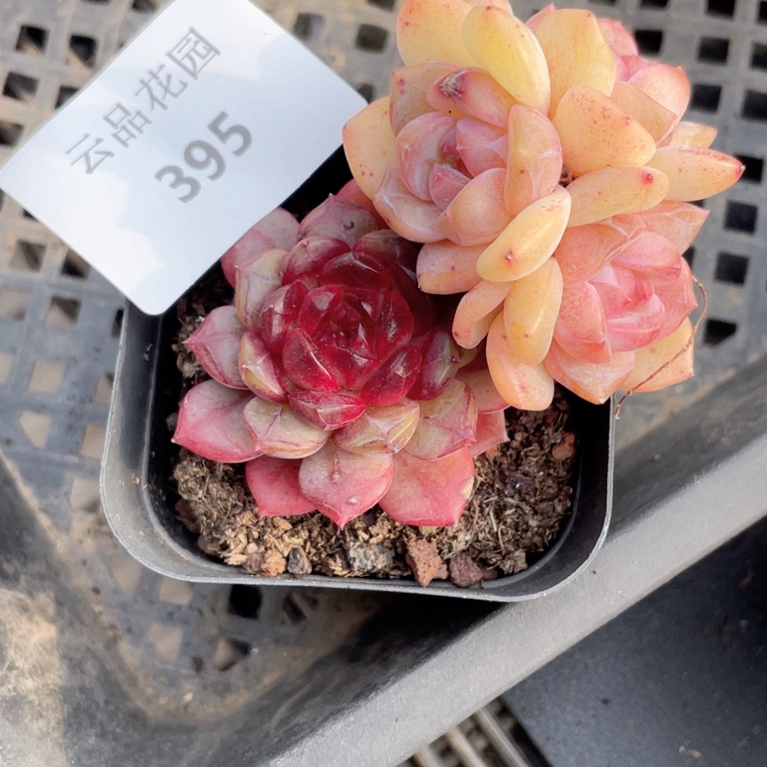 阿**?395号糖心冰心珍妮2