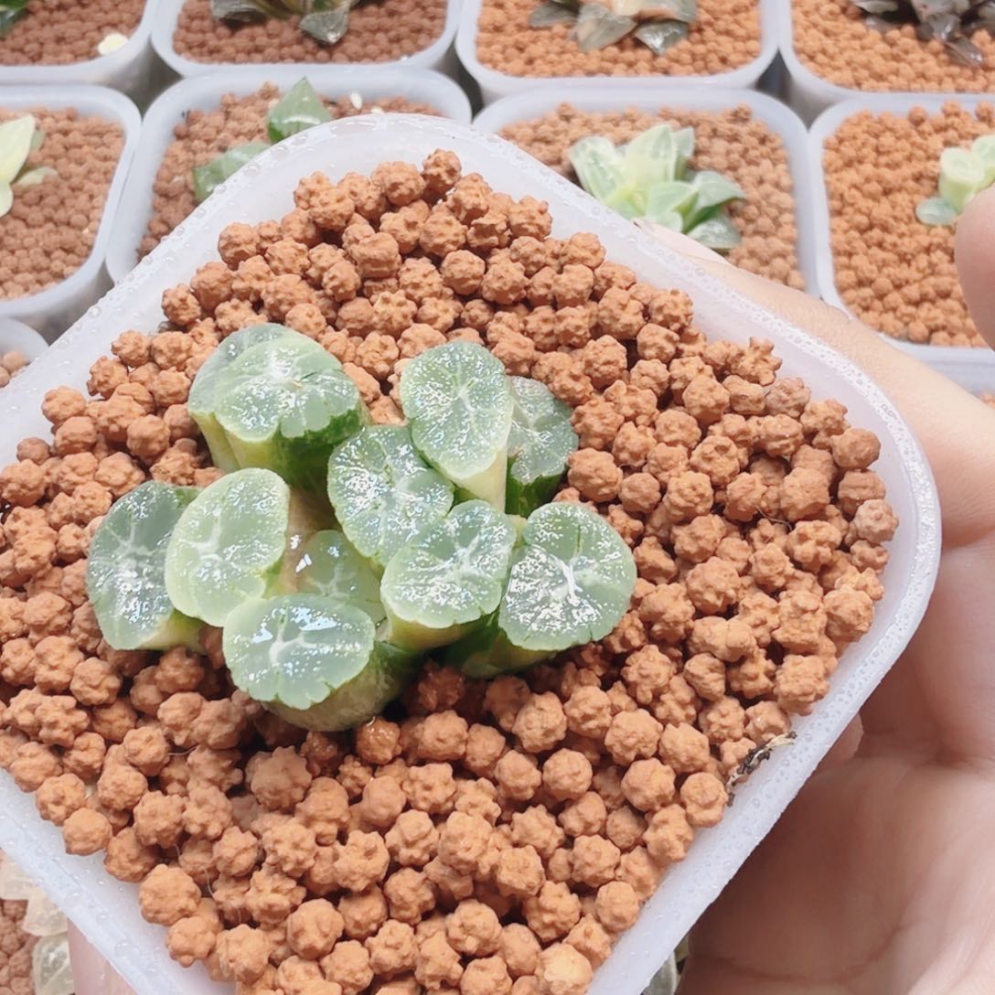 十二卷实生万象锦糊班