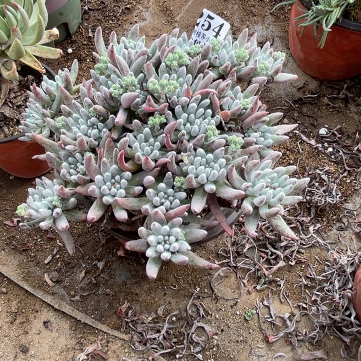 254号雪花多肉植物
