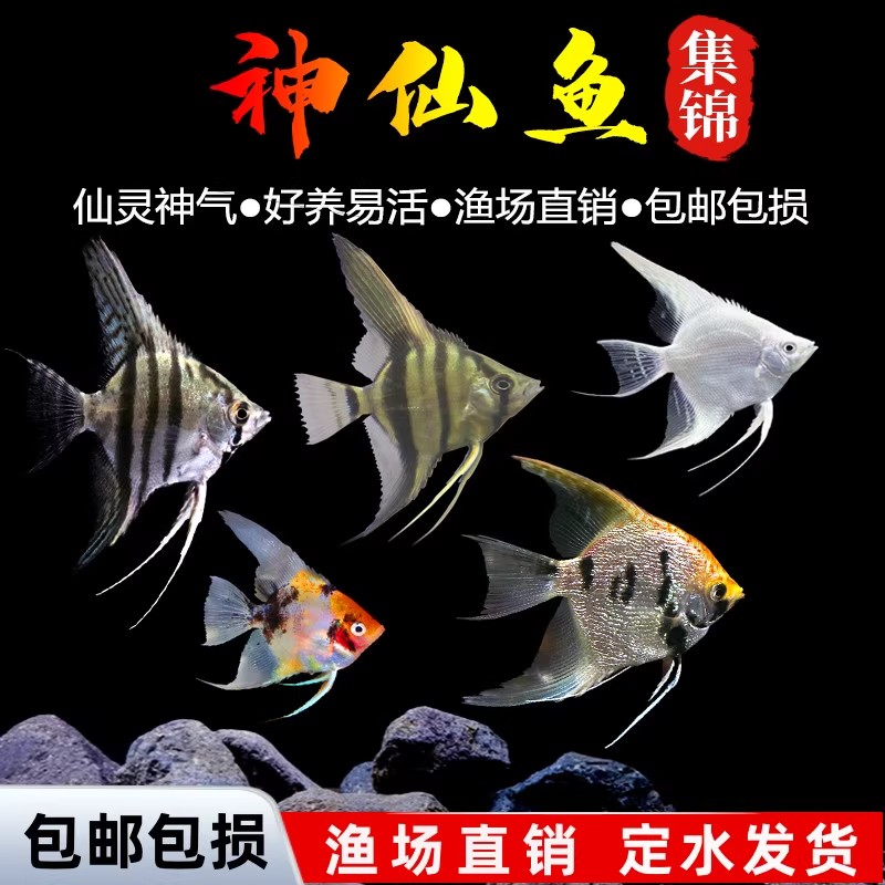 神仙鱼燕子热带观赏淡水活体小型鱼好养耐活