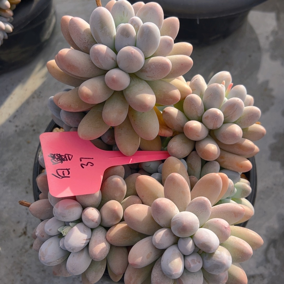 福利来啦打榜啦打榜啦