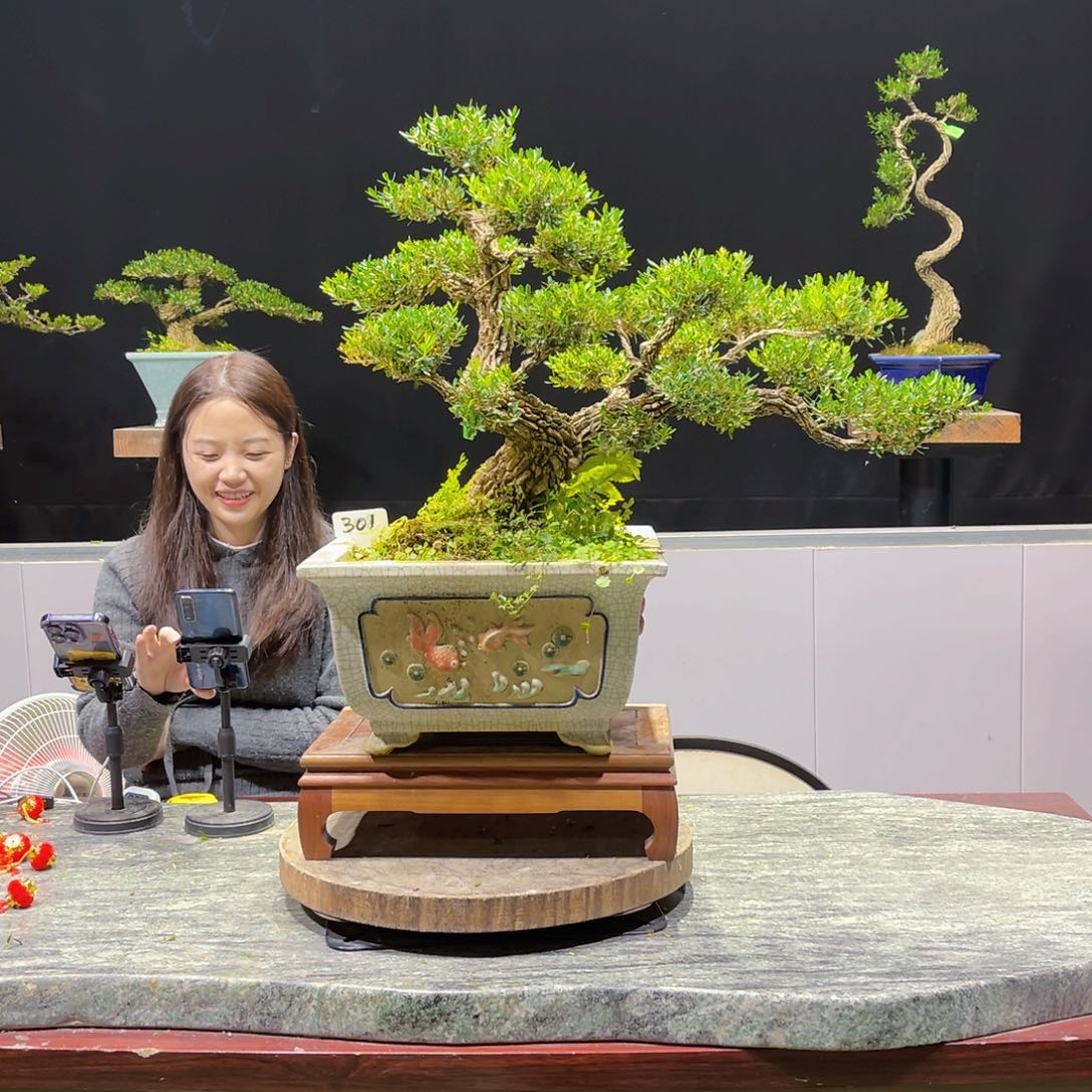 四季常青老桩黄杨盆景