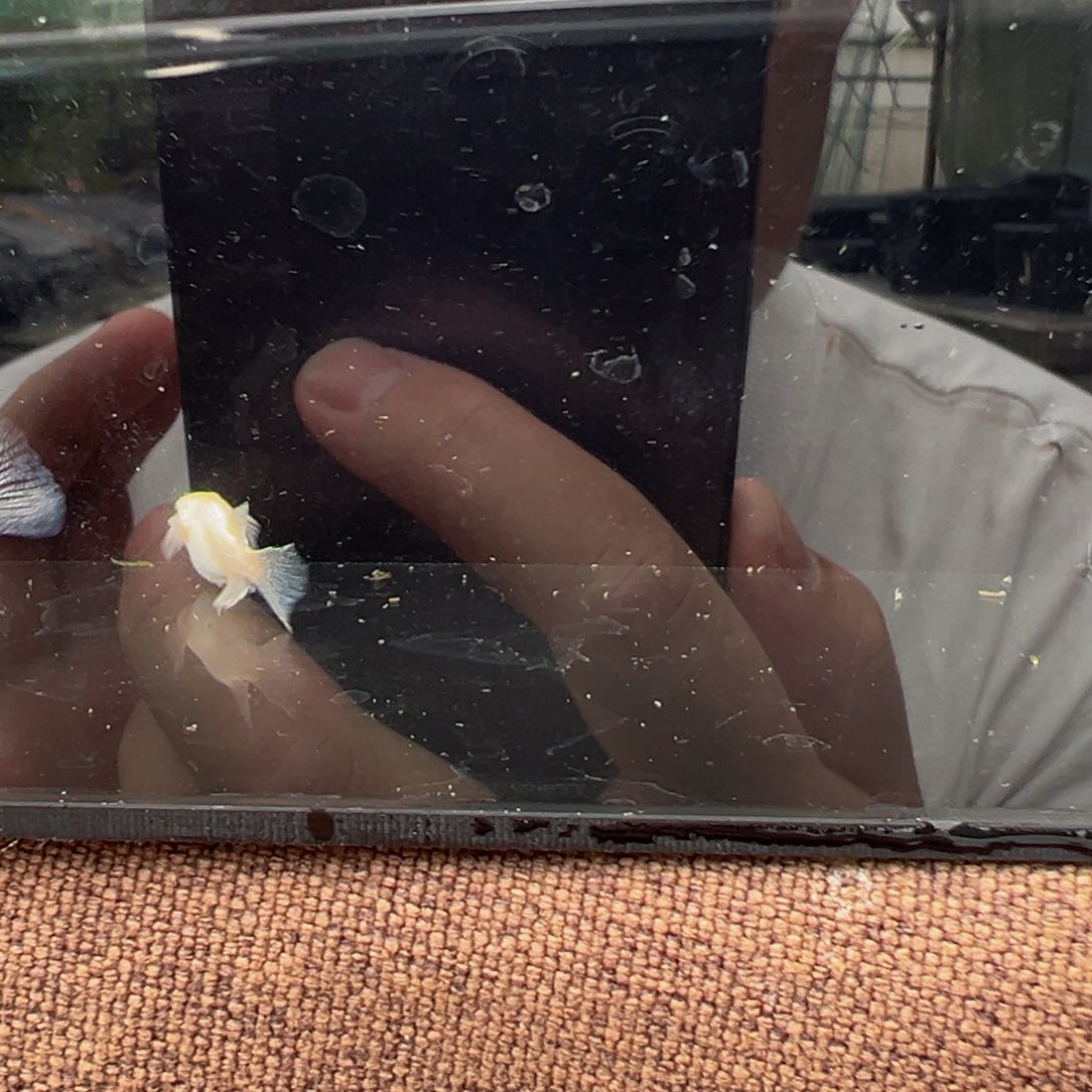 青鳉鱼621.白雪公主真长鳍一对