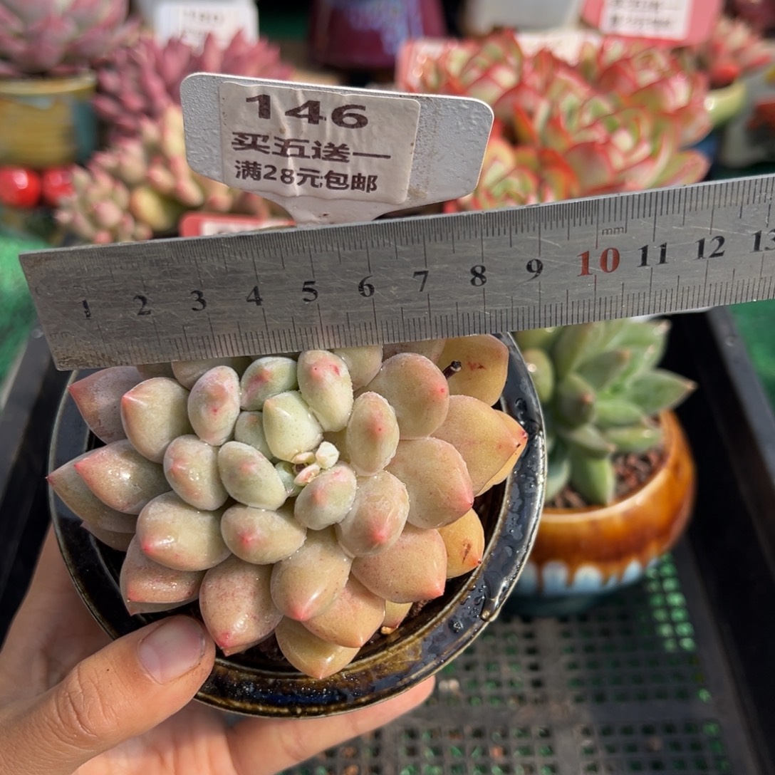 表妹精品多肉植物146