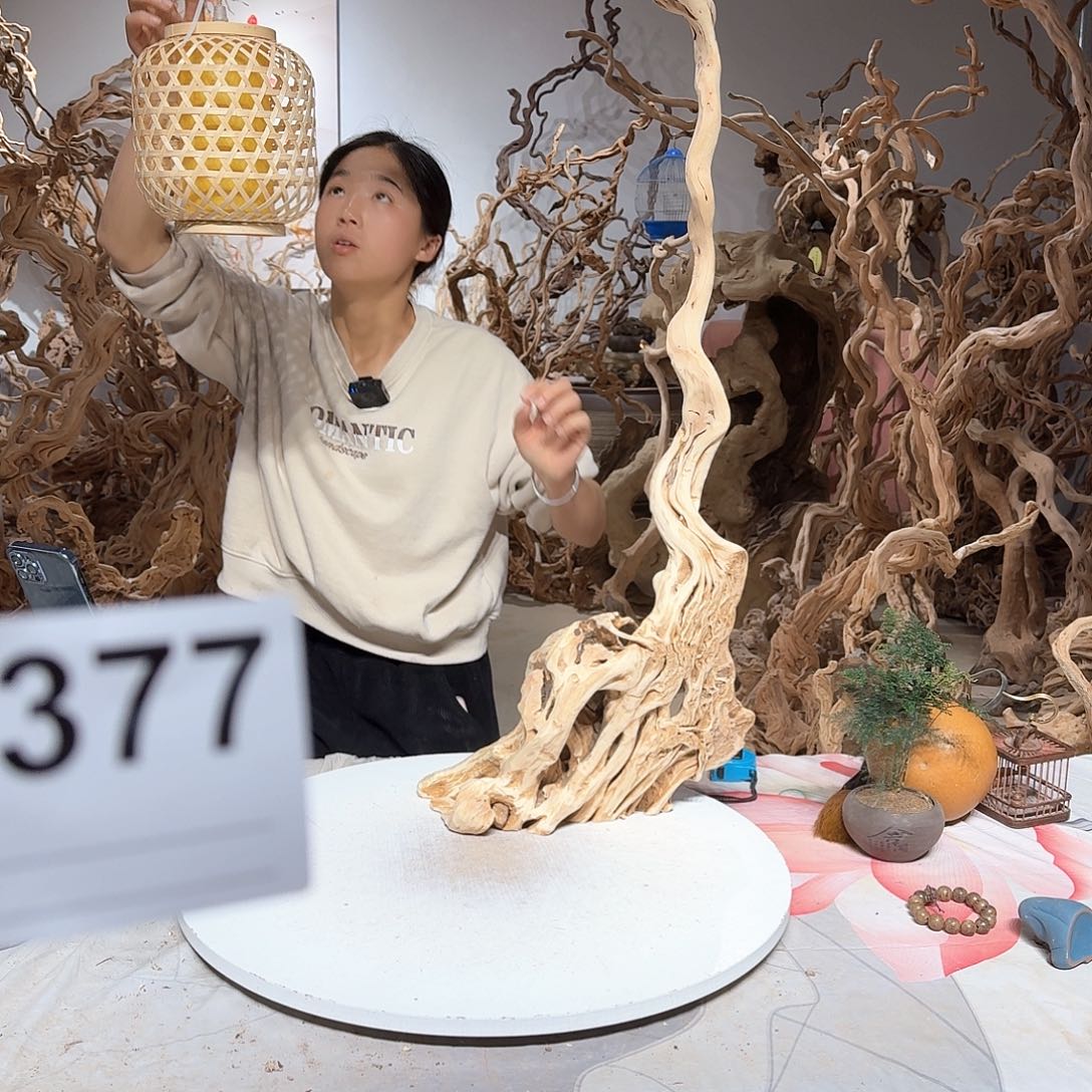 风车木（黑檀木）老*