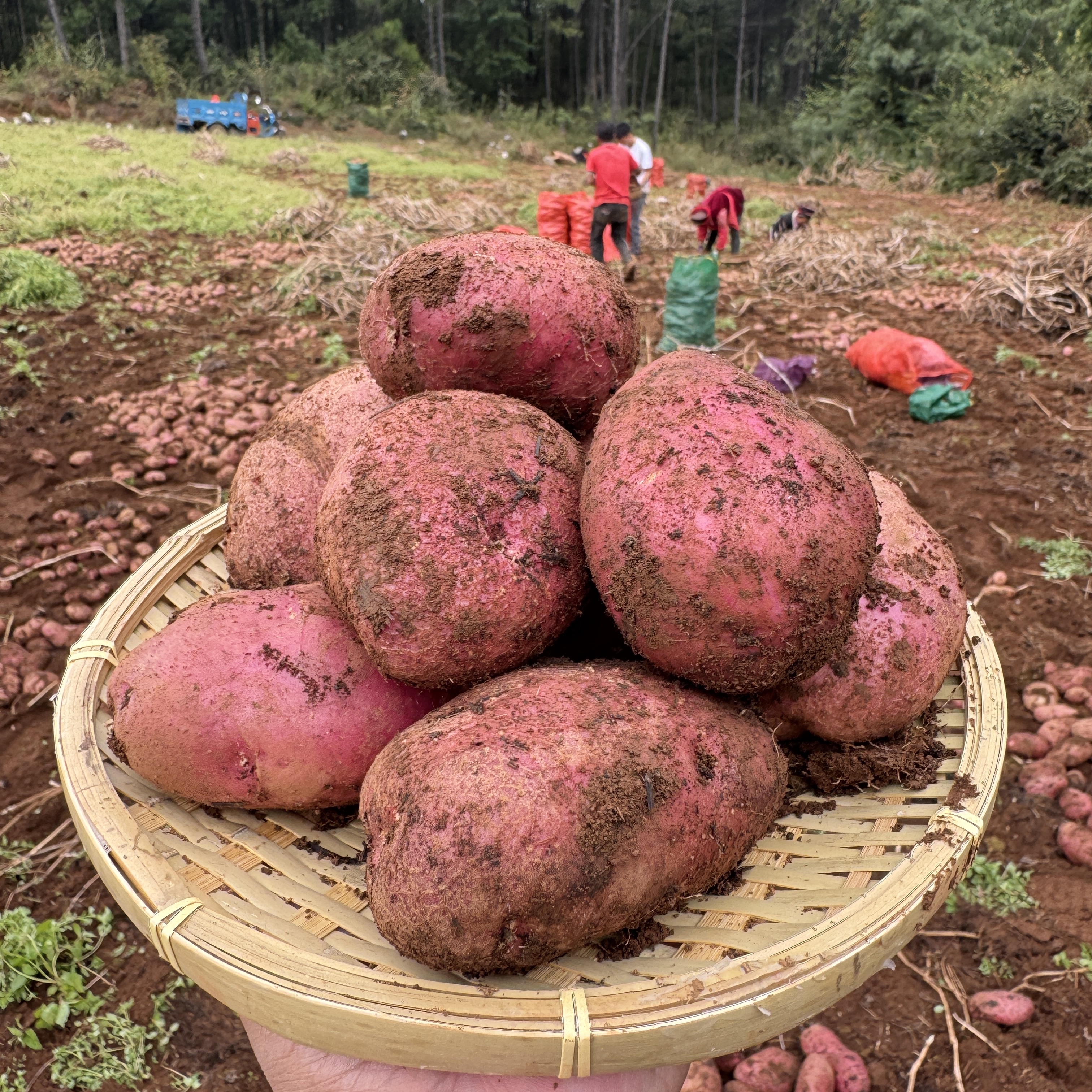 云南红皮黄心土豆新鲜洋芋农家自种高原马铃薯土豆蔬菜净重高山