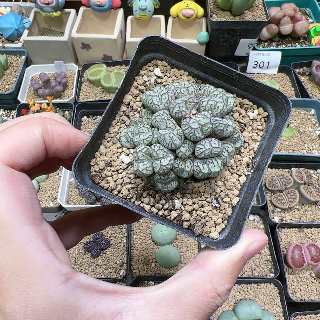 【闪购商品】350 秒