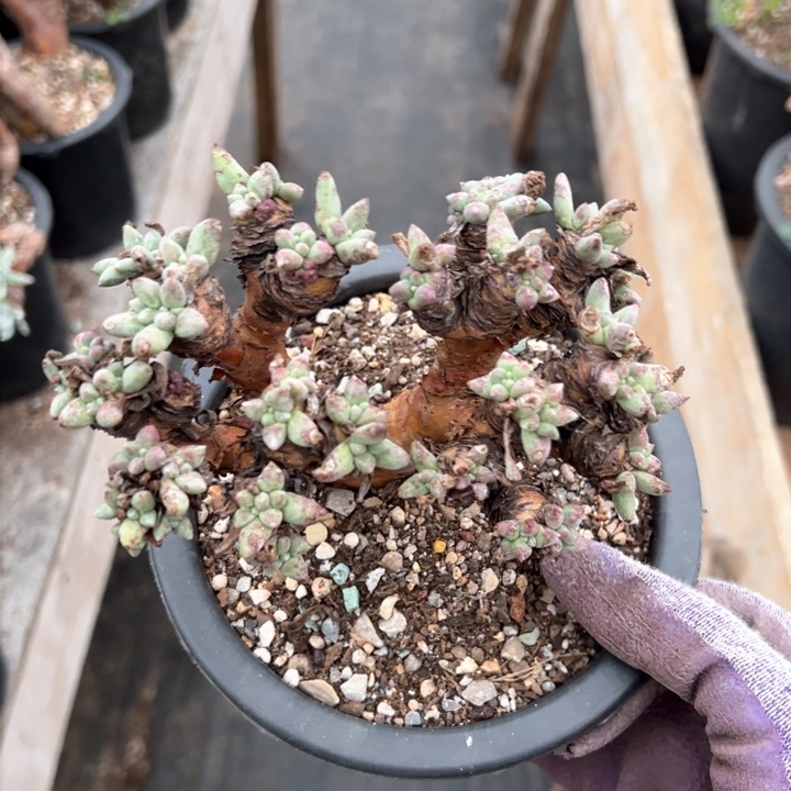 945绿豆哈哈哈哈哈哈哈 w