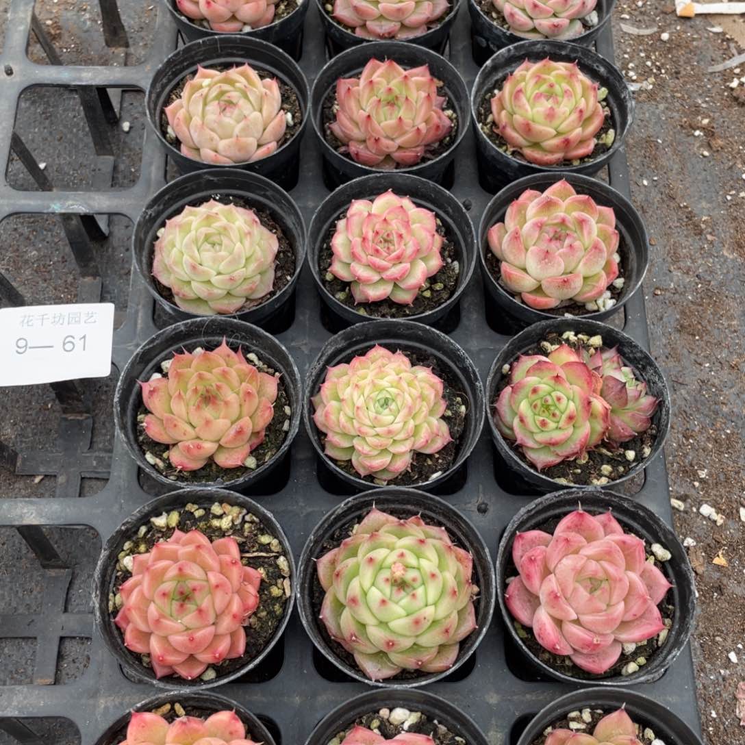 一物一拍18棵9-61