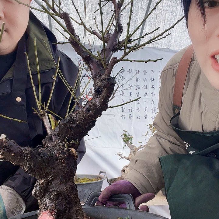 当前无花朵，栽培后可花朵梅花