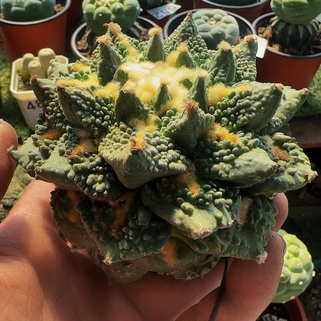 龙牙怒涛457仙人球开花