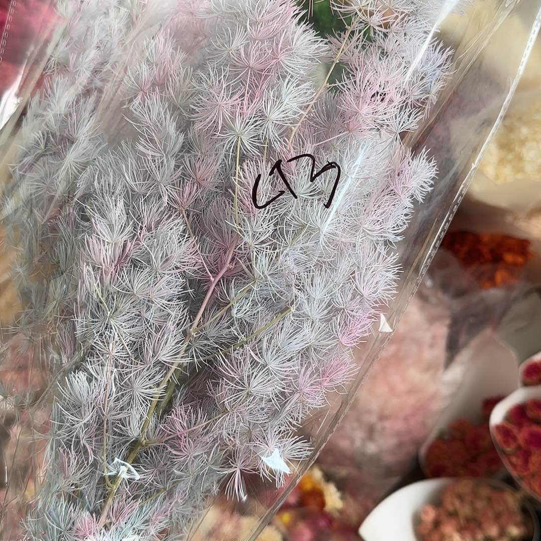 C73号蓝粉色蓬莱松1把