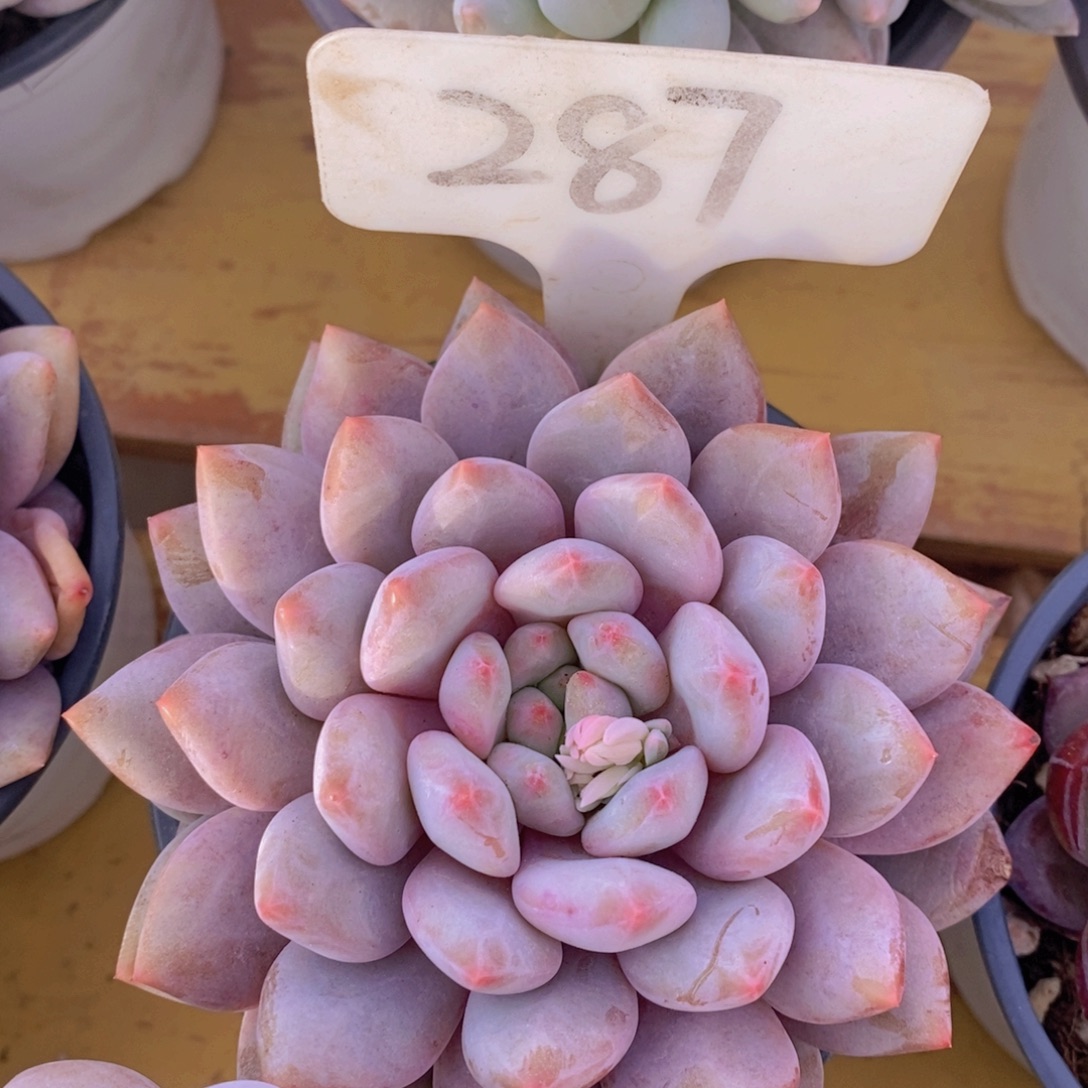 精品多肉，一物一拍，看准下单