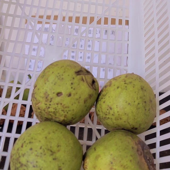 把件文玩核桃官帽中4