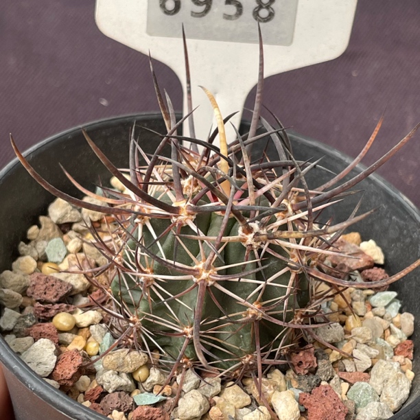 7604 林氏幻虾实生裸根发