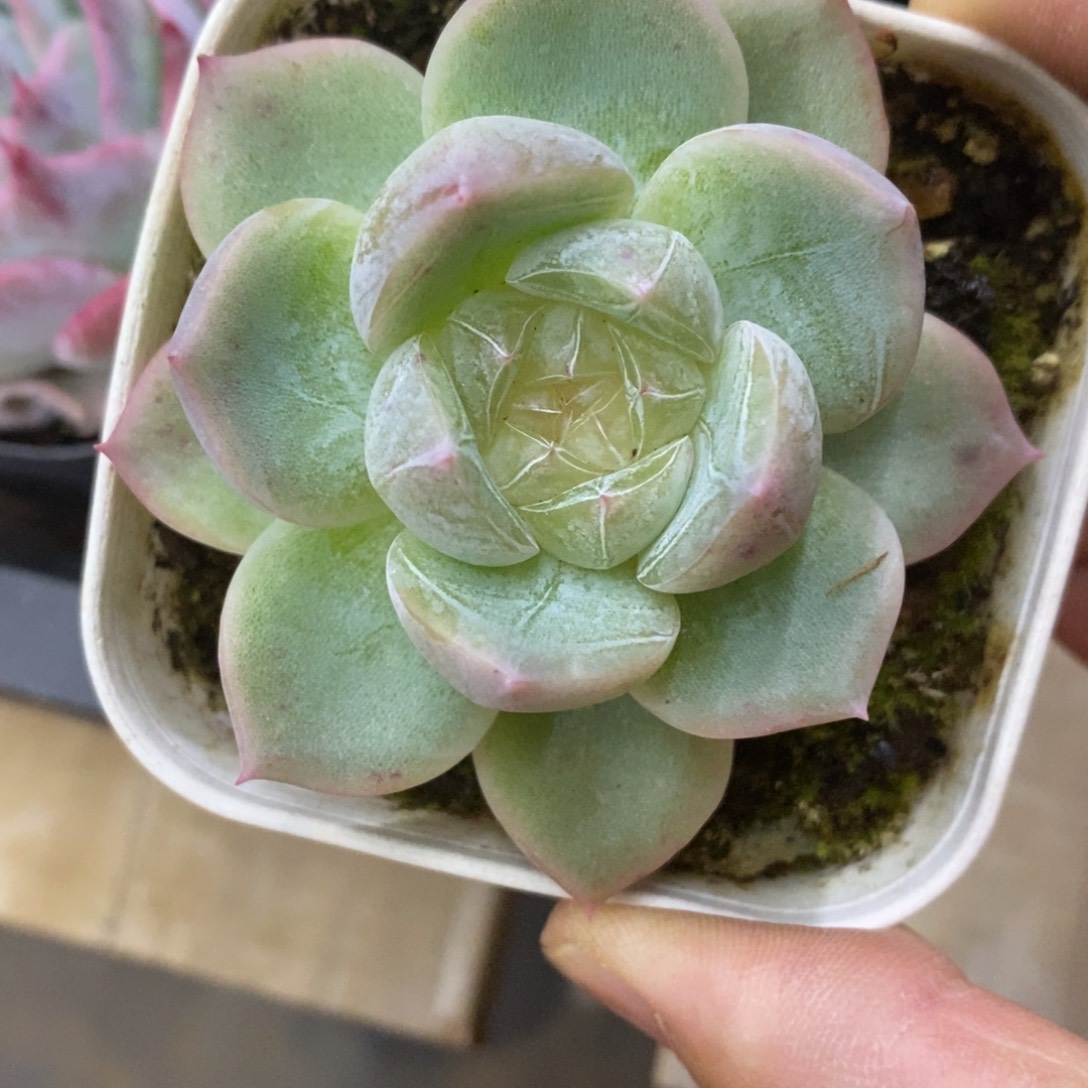 精品多肉一物一拍不包整27