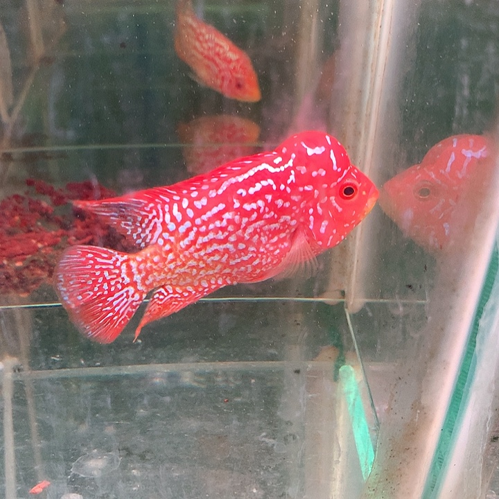 急***昂罗汉鱼火凤凰8888888