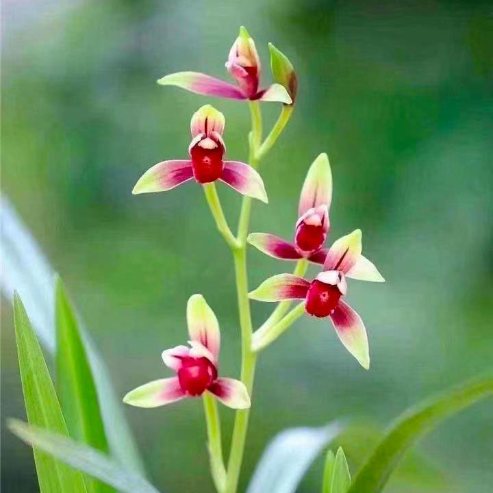 兰花直播 专属一物一拍 建兰春剑蕙兰艺草兰花苗绿植花卉盆栽