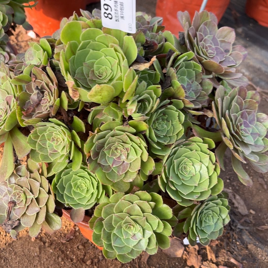 花月夜多肉法师891号