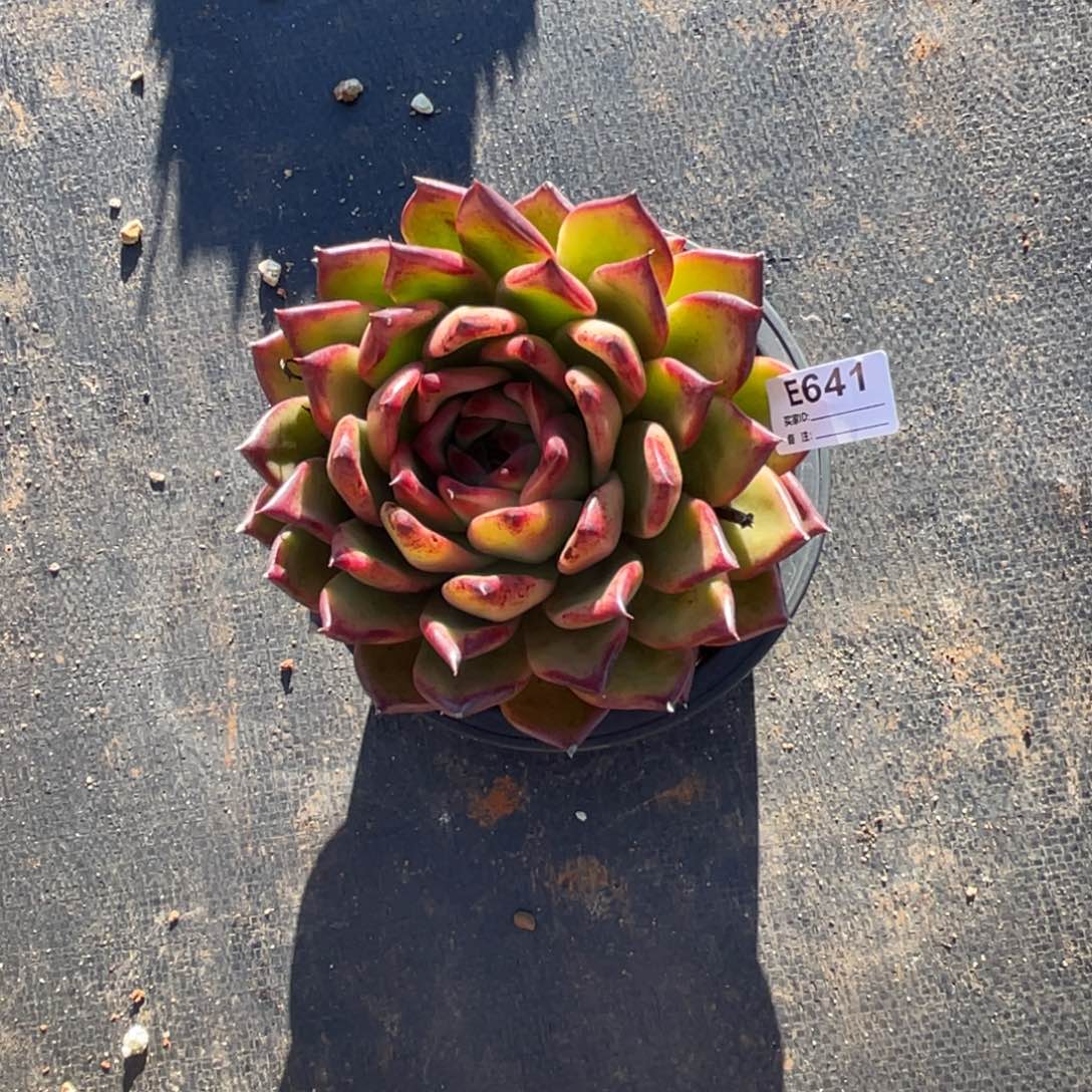 无花朵若茹东云单拍E641