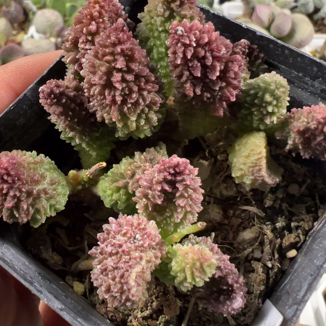 w带桩朱紫玉多肉植物水泡