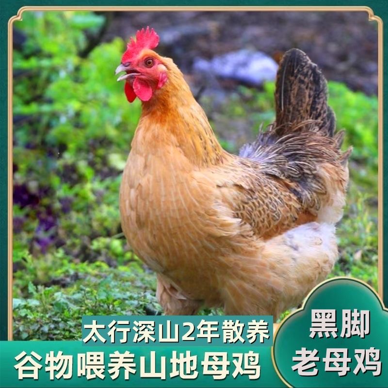 三只黑脚母鸡顺丰发货家用商用批发红烧炖汤不带内脏