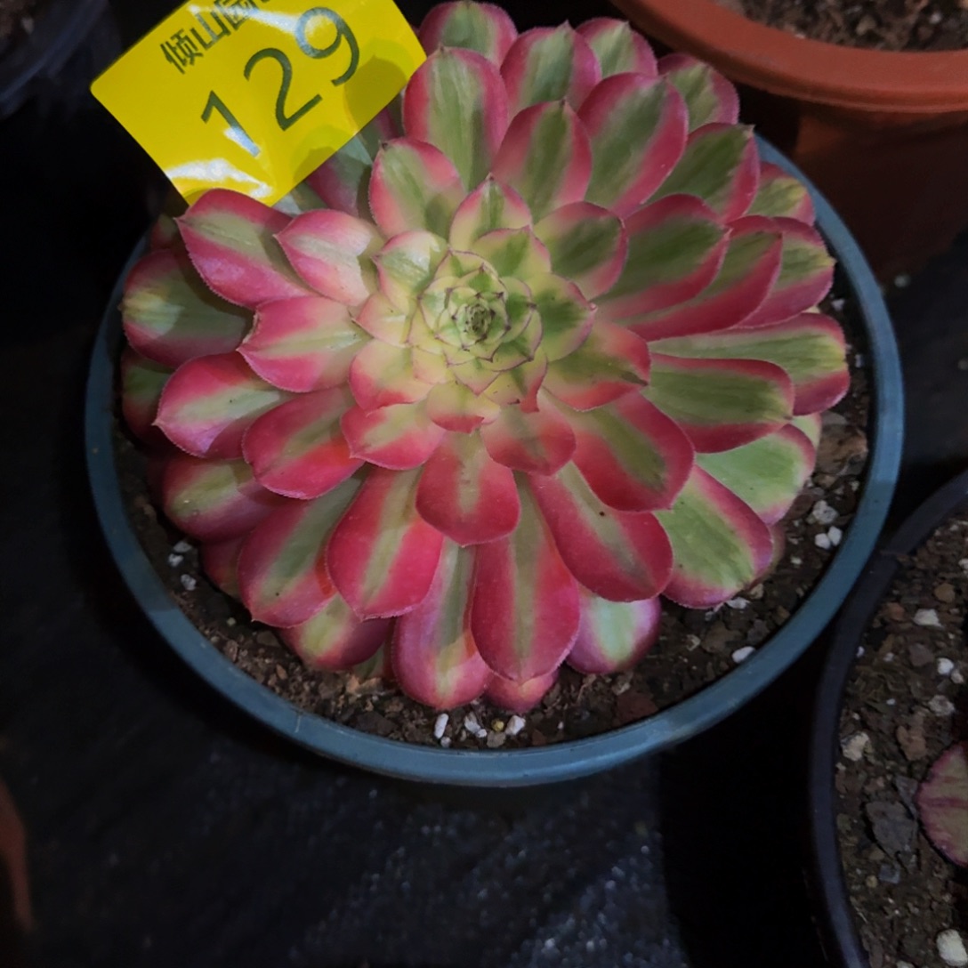 流***叶129号多肉植物糖果