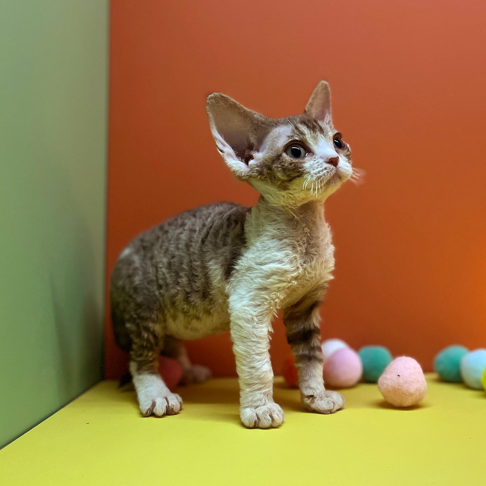 一只德文Juan家的小德文