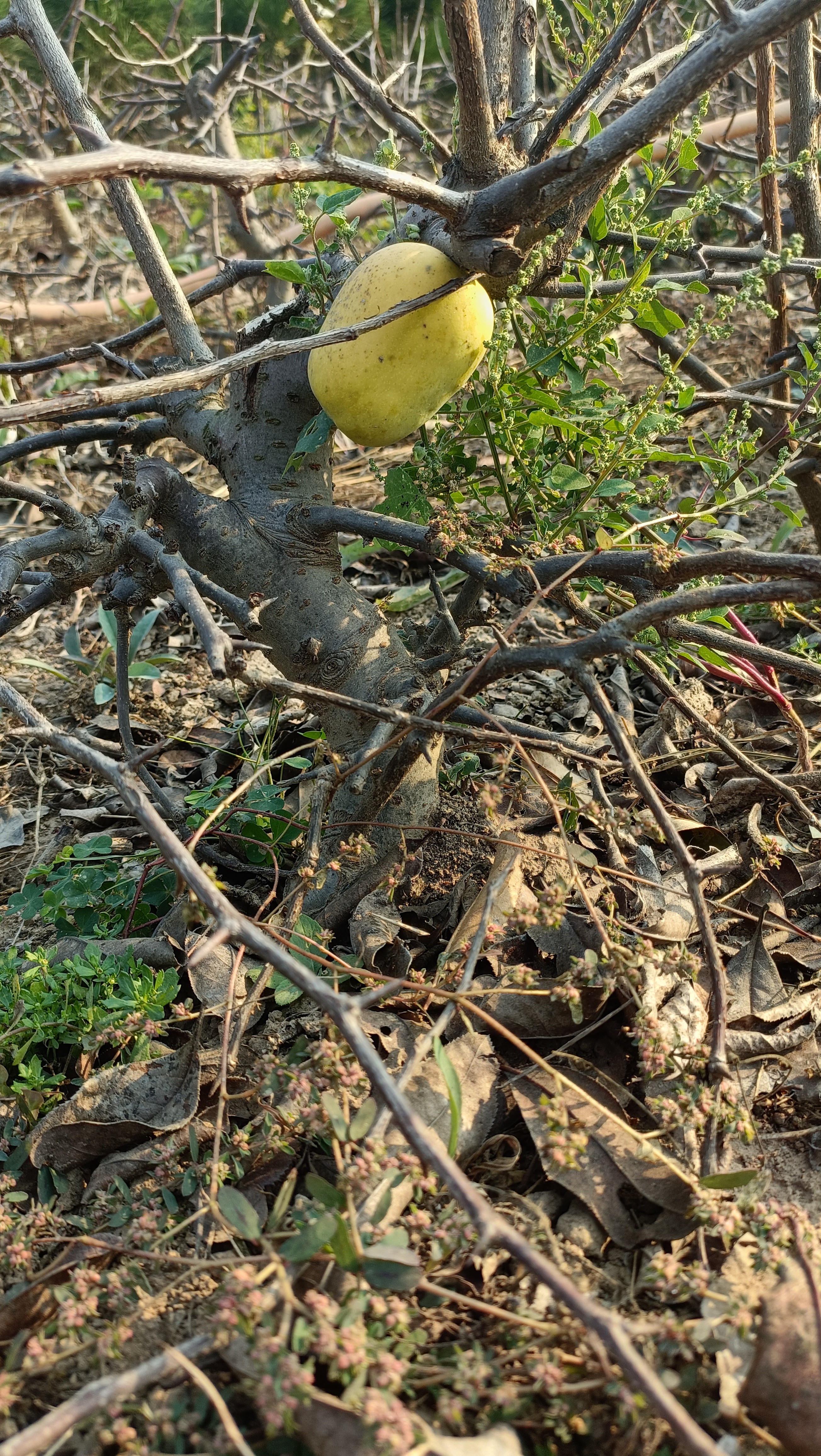络石木瓜海棠黑松金雀黄杨等，各种木本花卉一物一拍私拍不发货