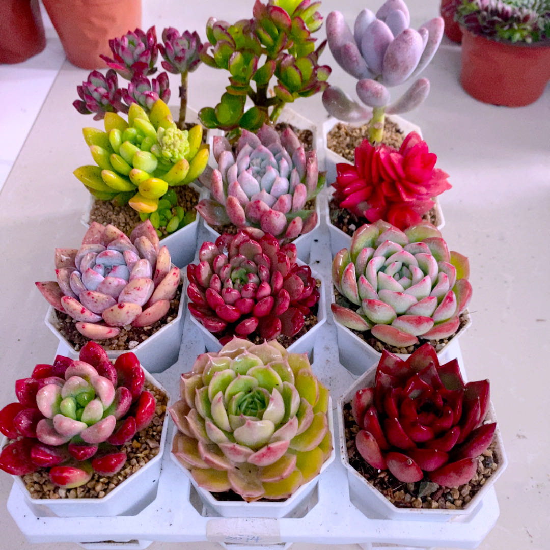 多肉植物 指定12颗带6.5八角盆栽好送一包土 6厘米左右  