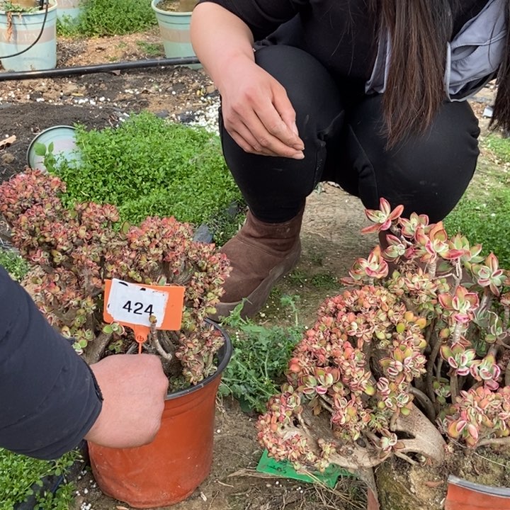 只****赵424-208景晃星缀化老桩