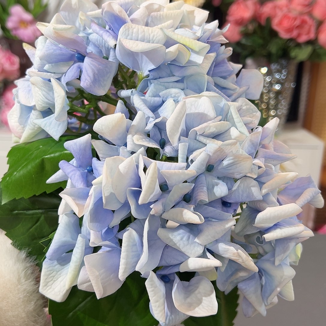 2只手感蓝色绣球花。       