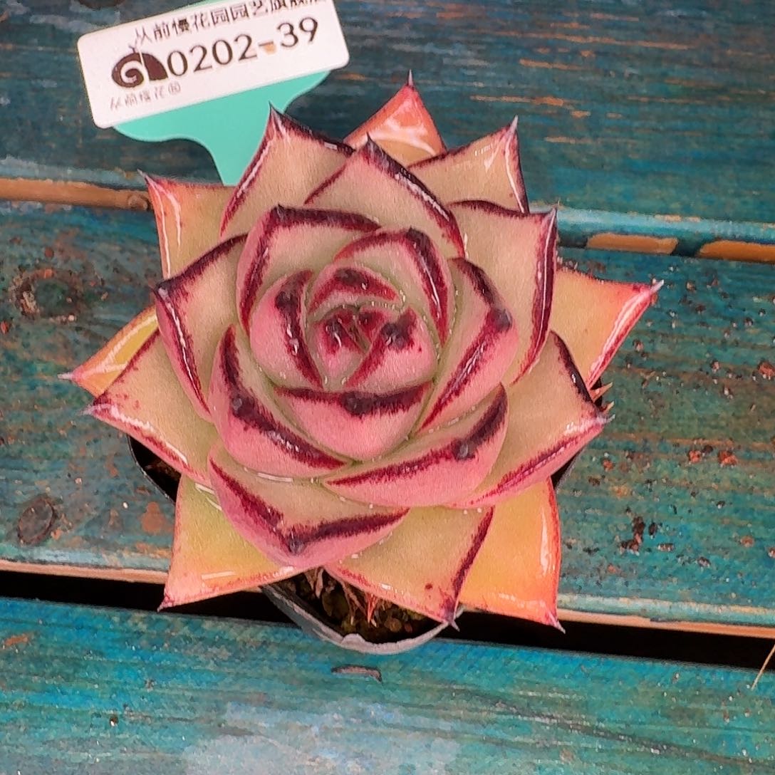 从前慢花园东云系多肉0202-39