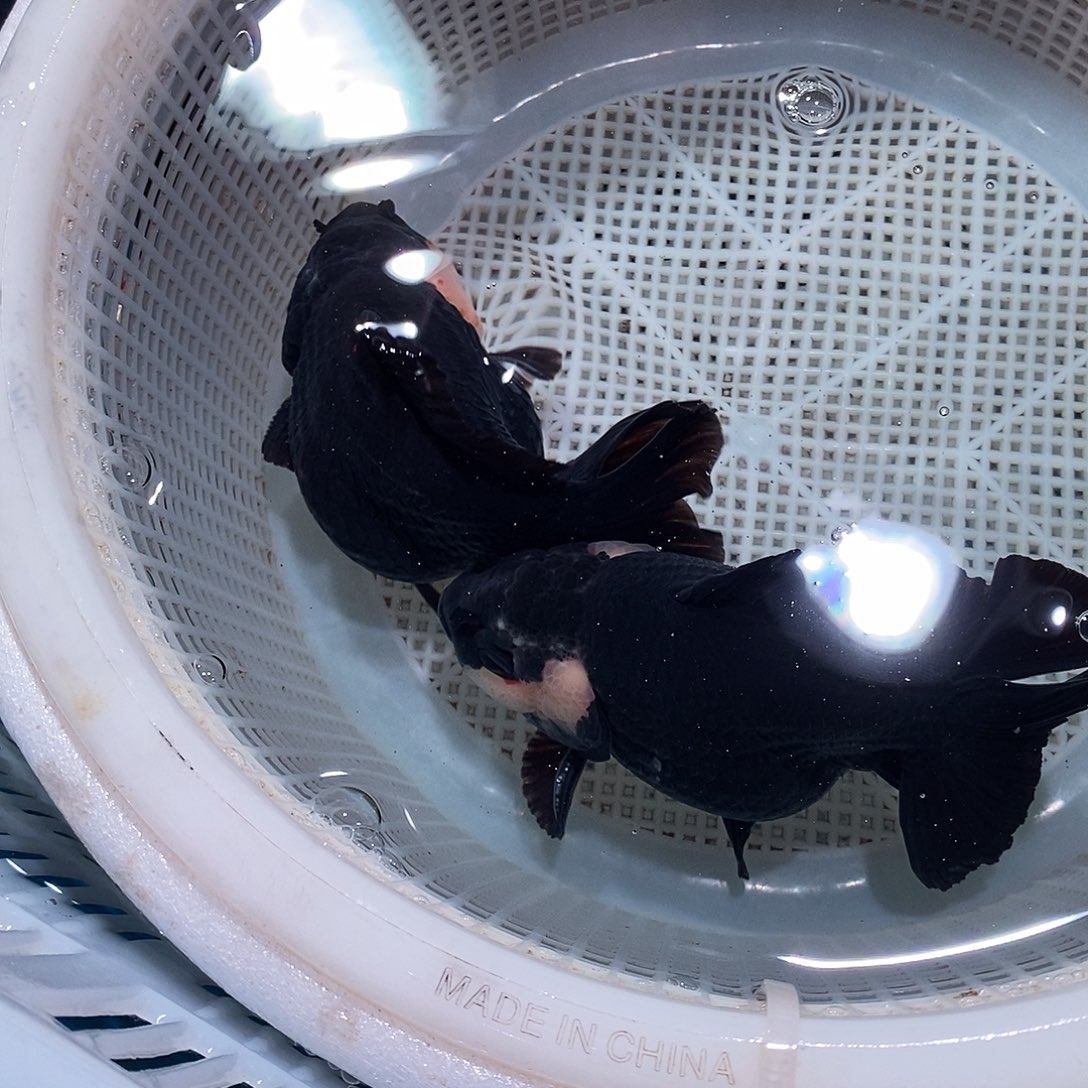 用***9海水鱼2条玛丽玛丽玛丽