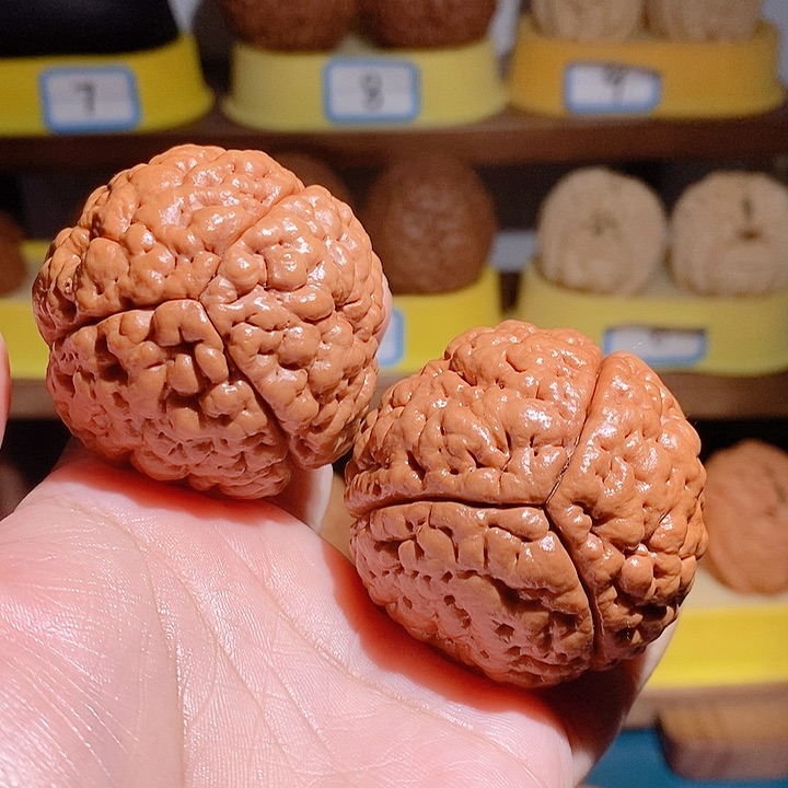 蓝**云野生三瓣脑纹大金刚4651