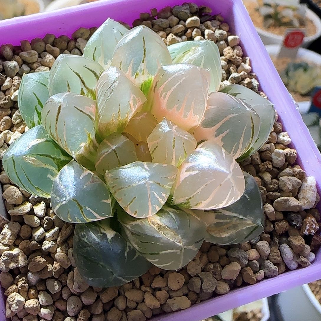 493号OM玉露锦一物一拍带盆土