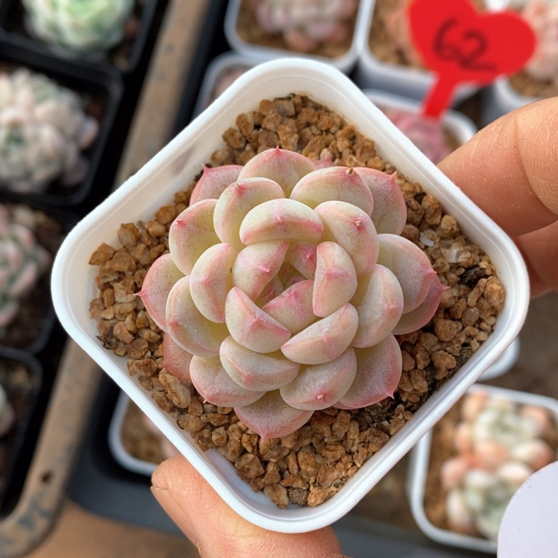 精品多肉一物一拍不包整761