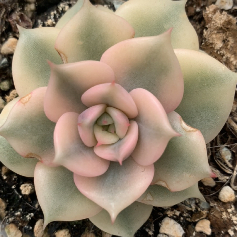 贝加尔湖宽锦，多肉植物