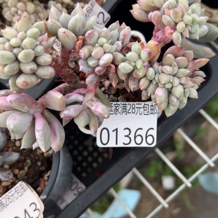 幸运的是你还没遇到幸运