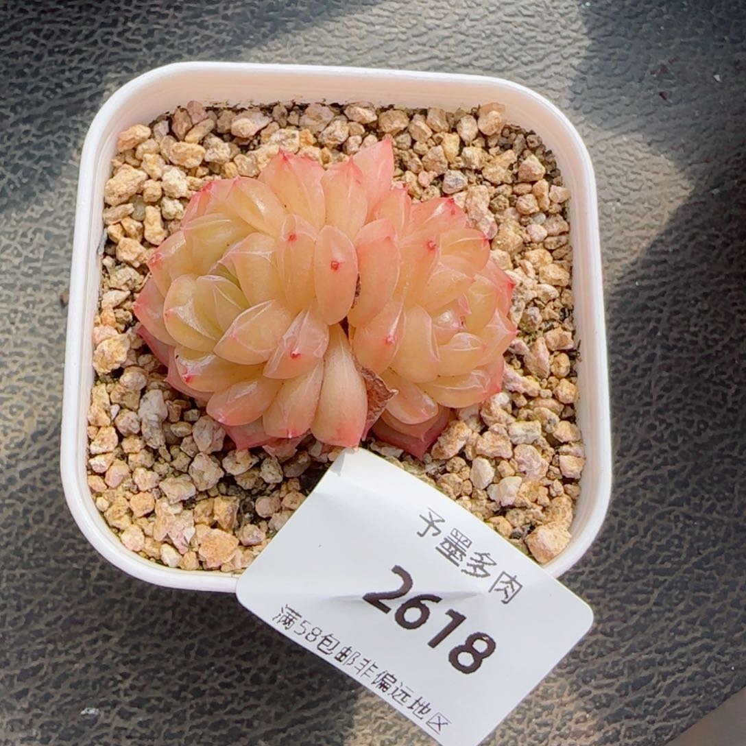 绿芙蓉，2618多肉植物