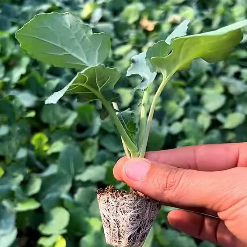 阳台盆栽西兰花苗植物绿植蔬菜苗蔬菜秧苗菜秧苗菜苗蔬菜新鲜