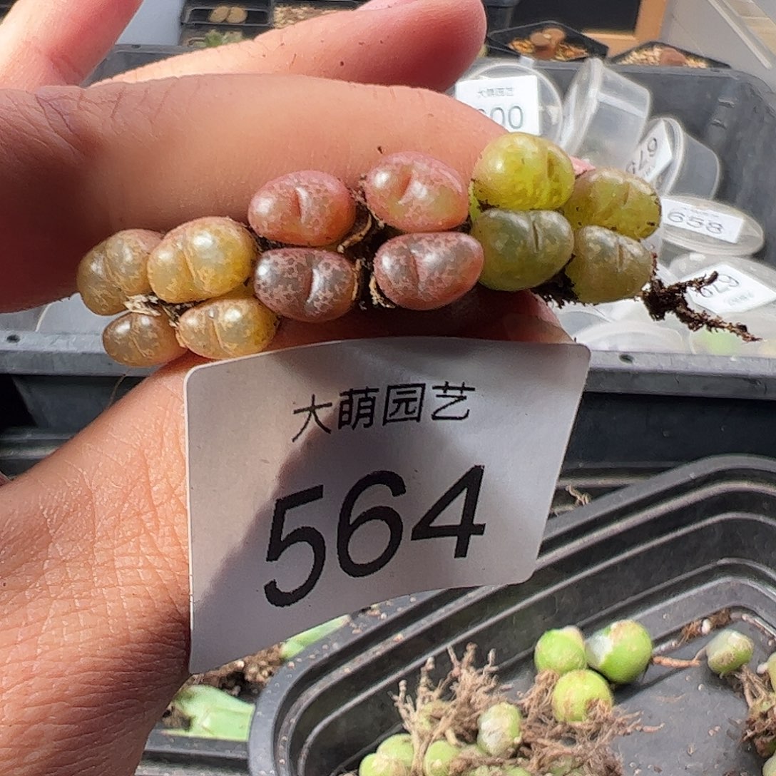 一物一拍。         564